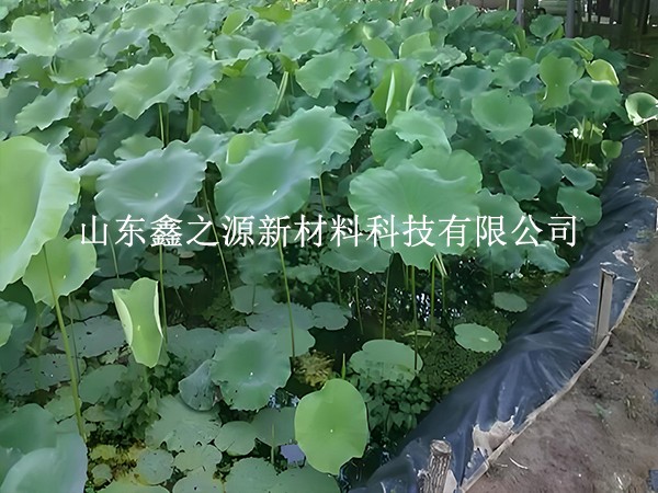 鋪設(shè)魚(yú)蝦養(yǎng)殖防滲膜，對(duì)養(yǎng)殖效率有這些關(guān)鍵影響